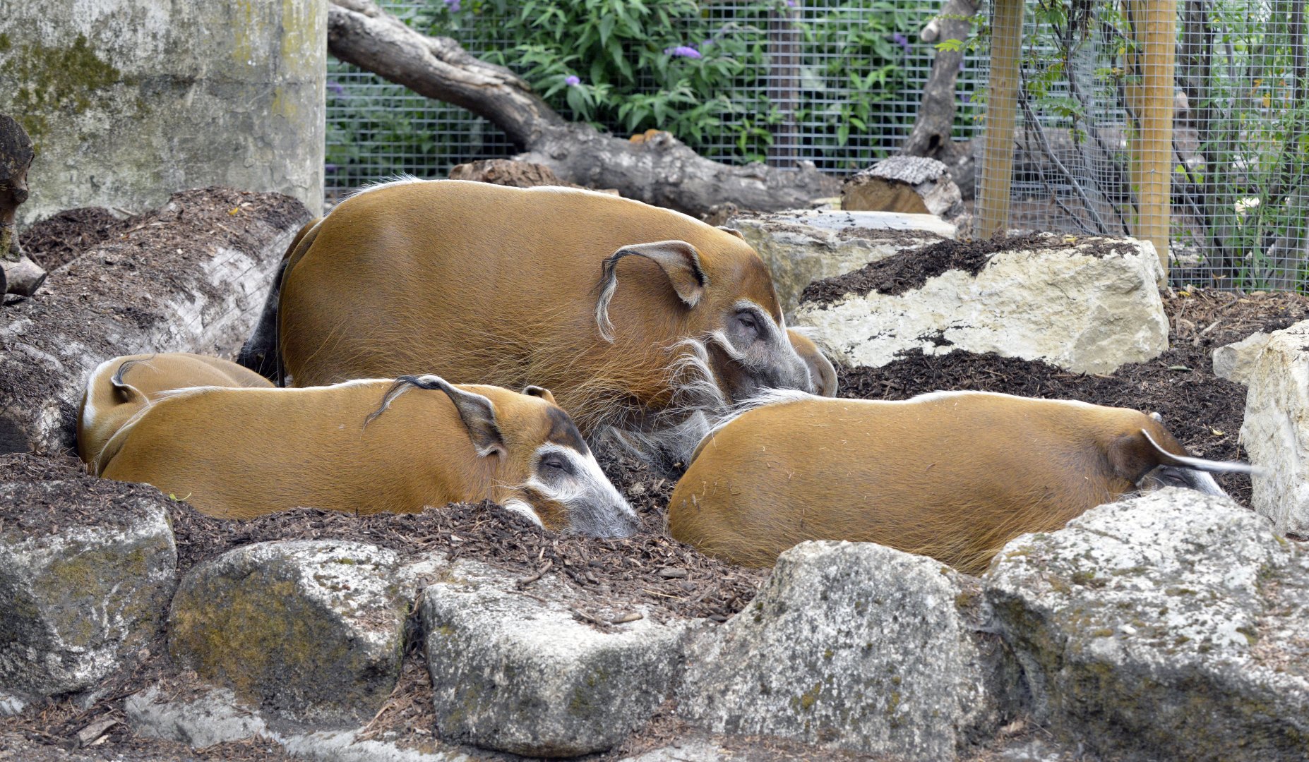 Red River Hog London zoo 25 07 2020
