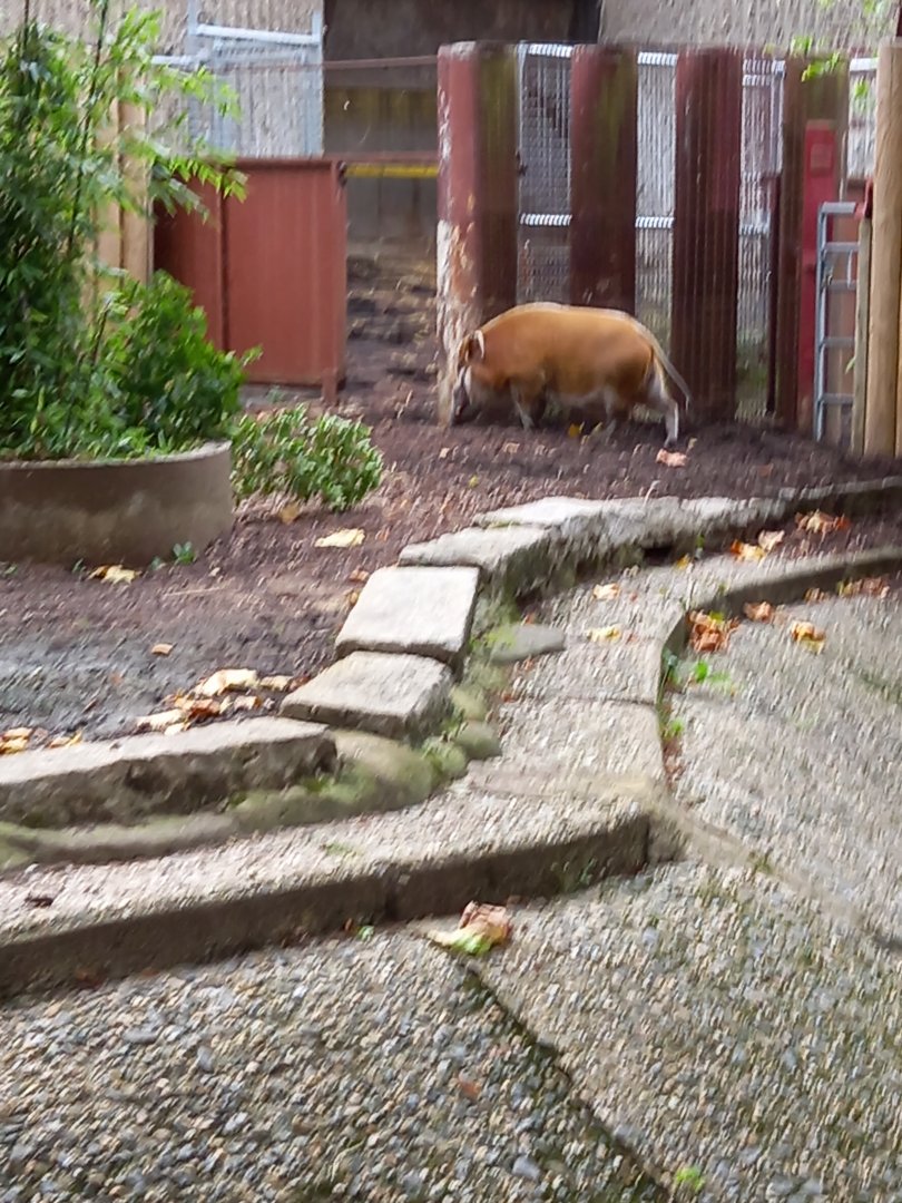 Red River Hog @ London zoo