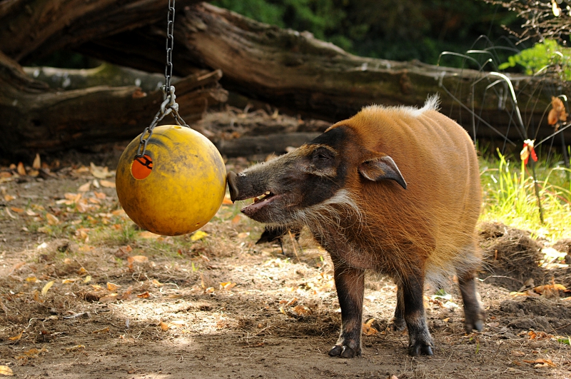 Red river hog male at Cologne