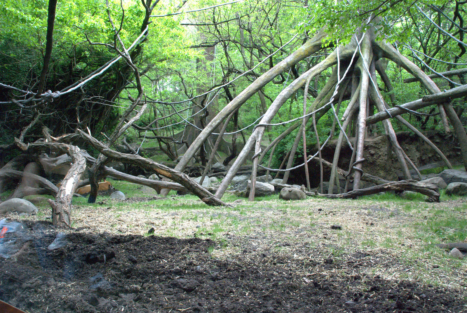 Red river hog/mandrill enclosure