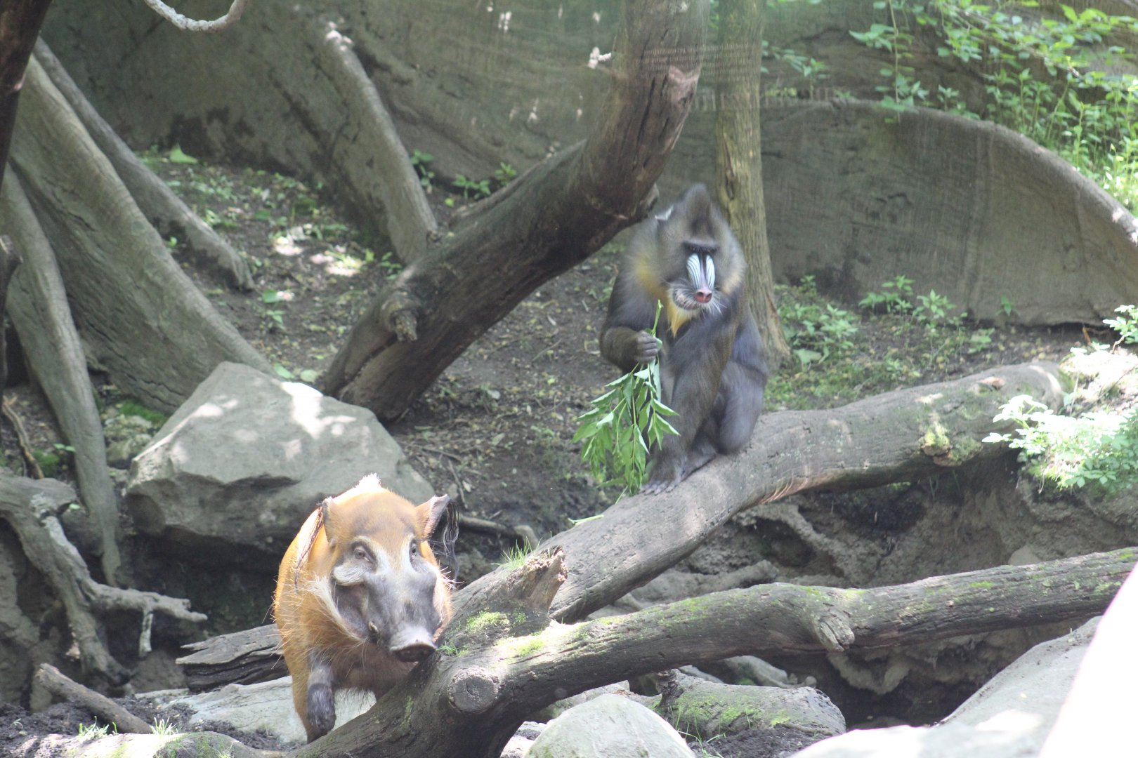 Red River Hog & Mandrill