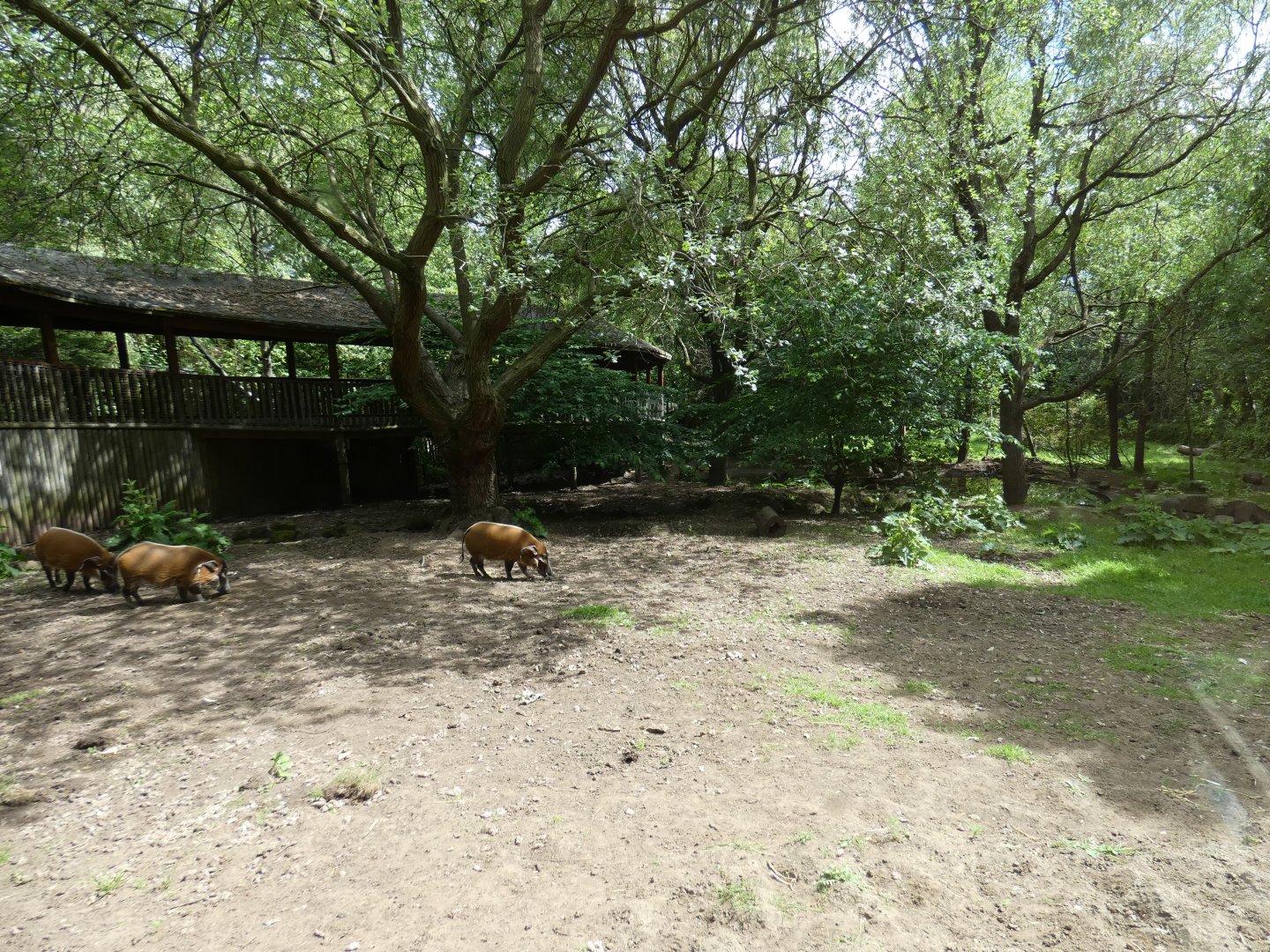 Red river hog outdoor enclosure