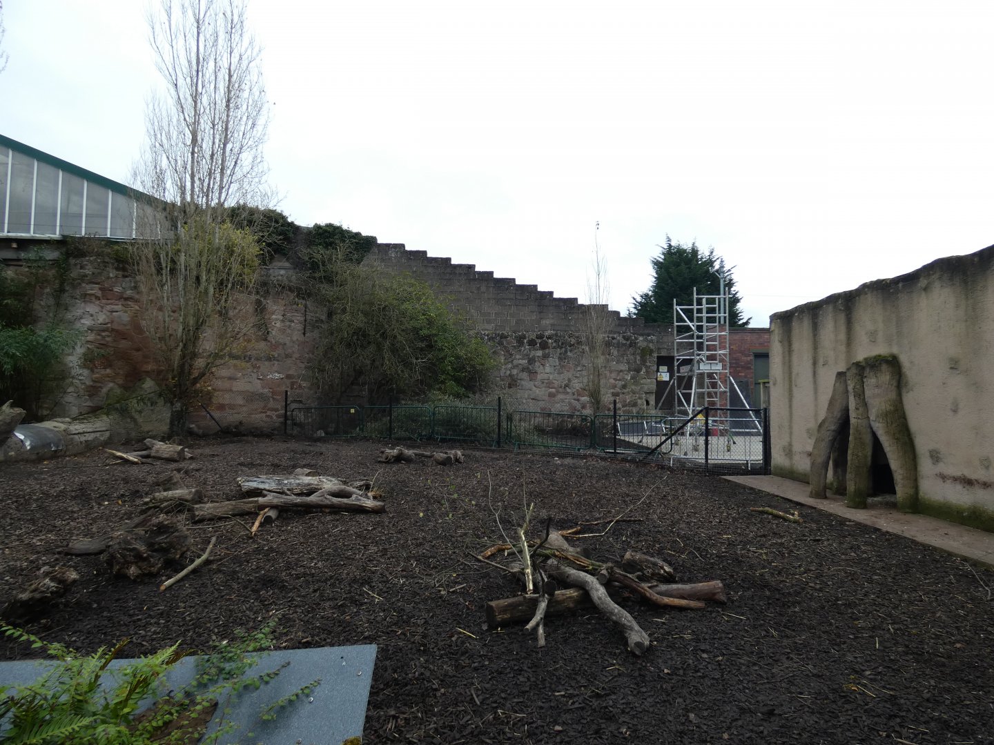 Red river hog outdoor enclosure