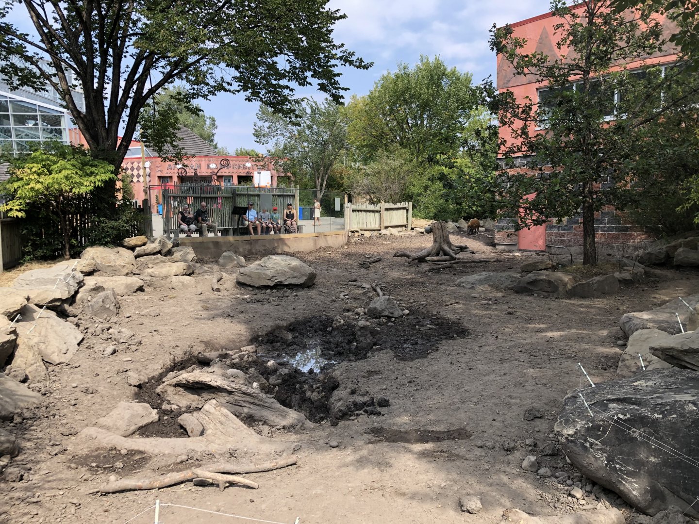 Red River Hog Outdoor Exhibit