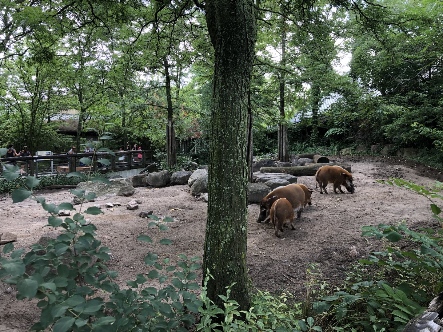 Red River Hog Outdoor Exhibit