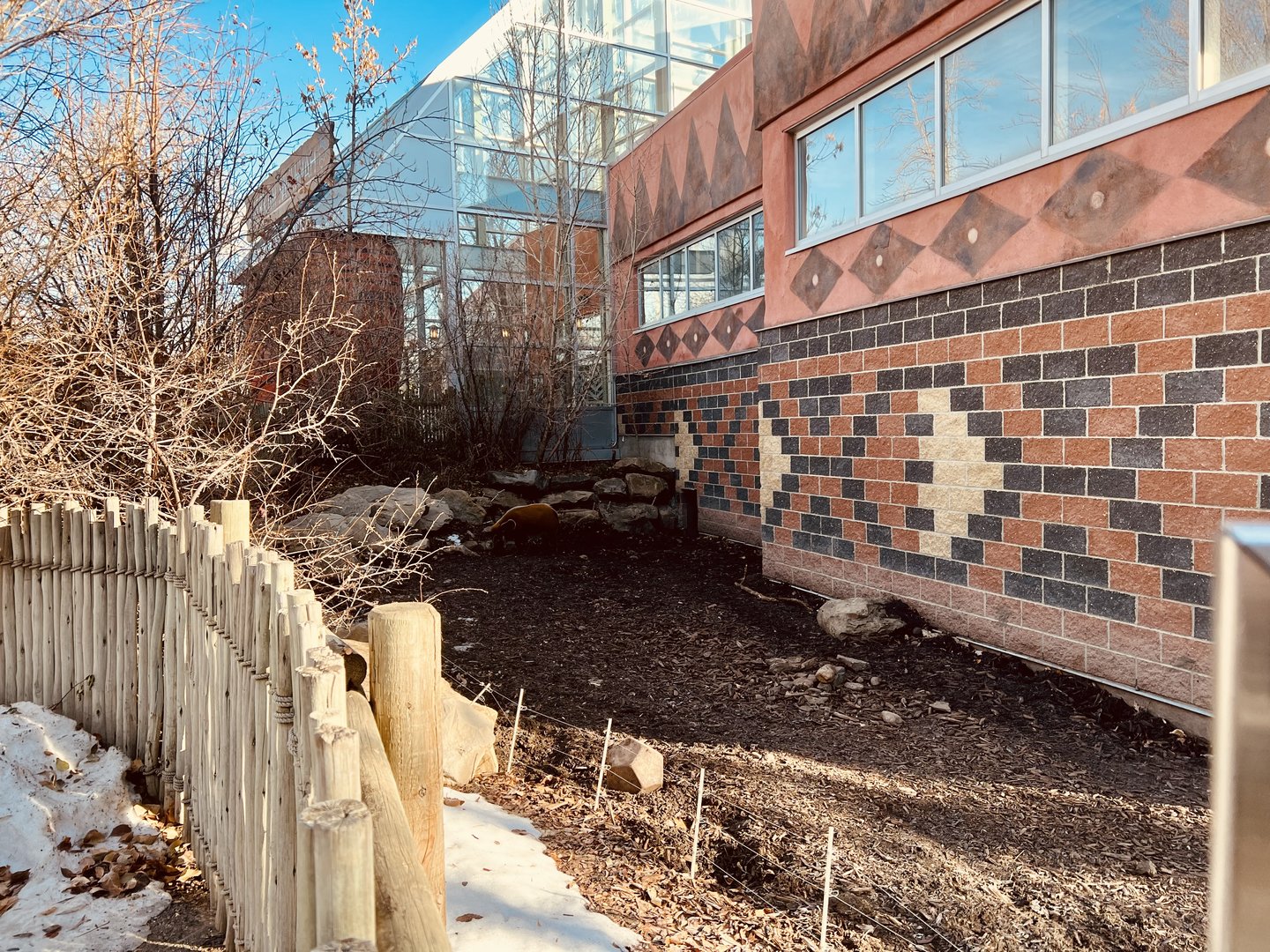 Red River Hog outdoor exhibit.