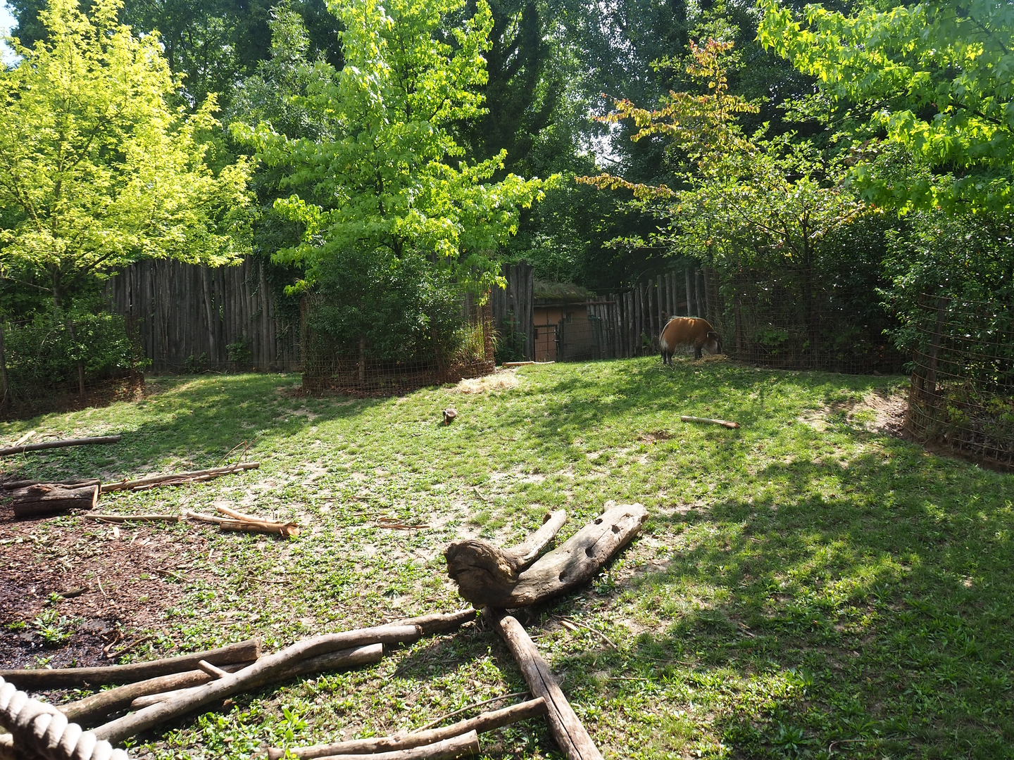 Red river hog paddock,  2022-08-20