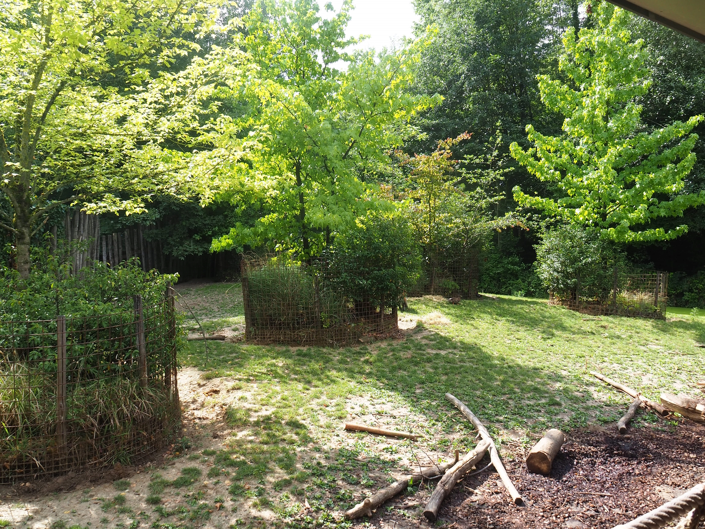 Red river hog paddock,  2022-08-20