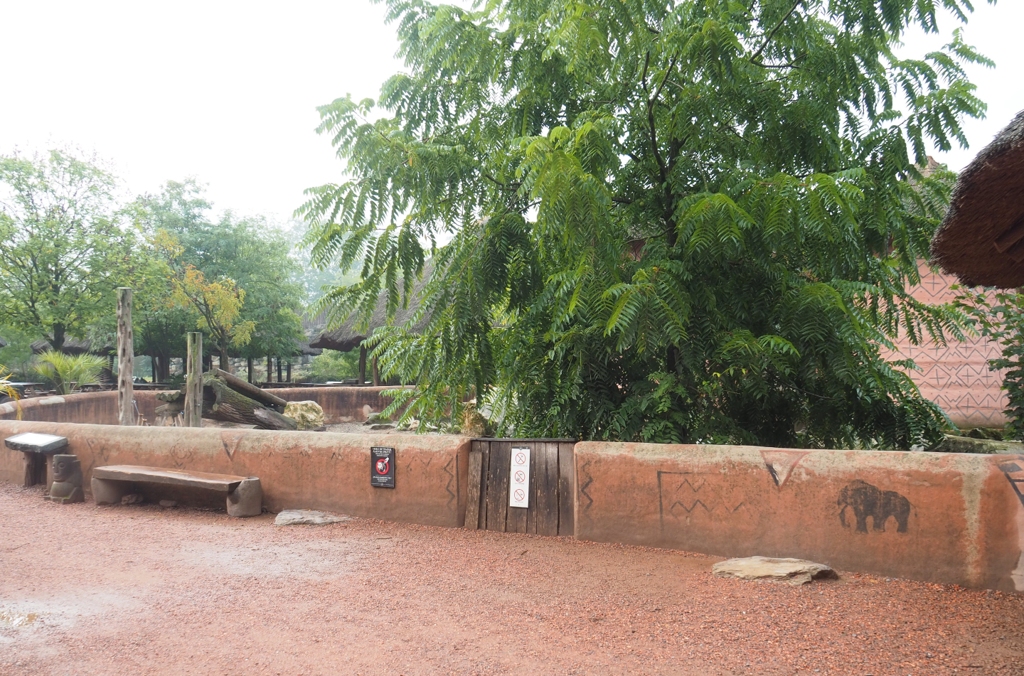 Red river hog paddock,2022-09-15