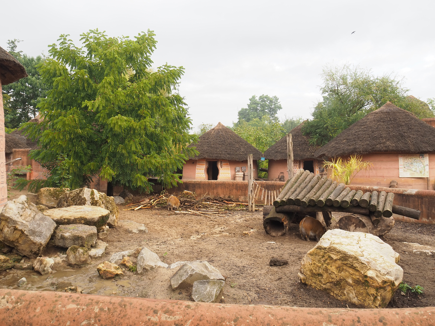 Red river hog paddock,2022-09-15