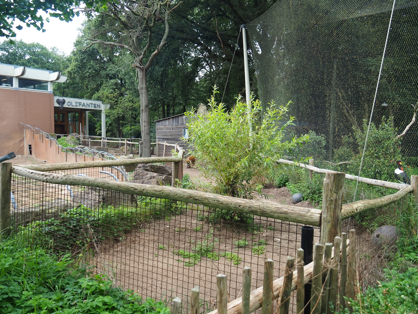 Red river hog paddock, 2023-08-17