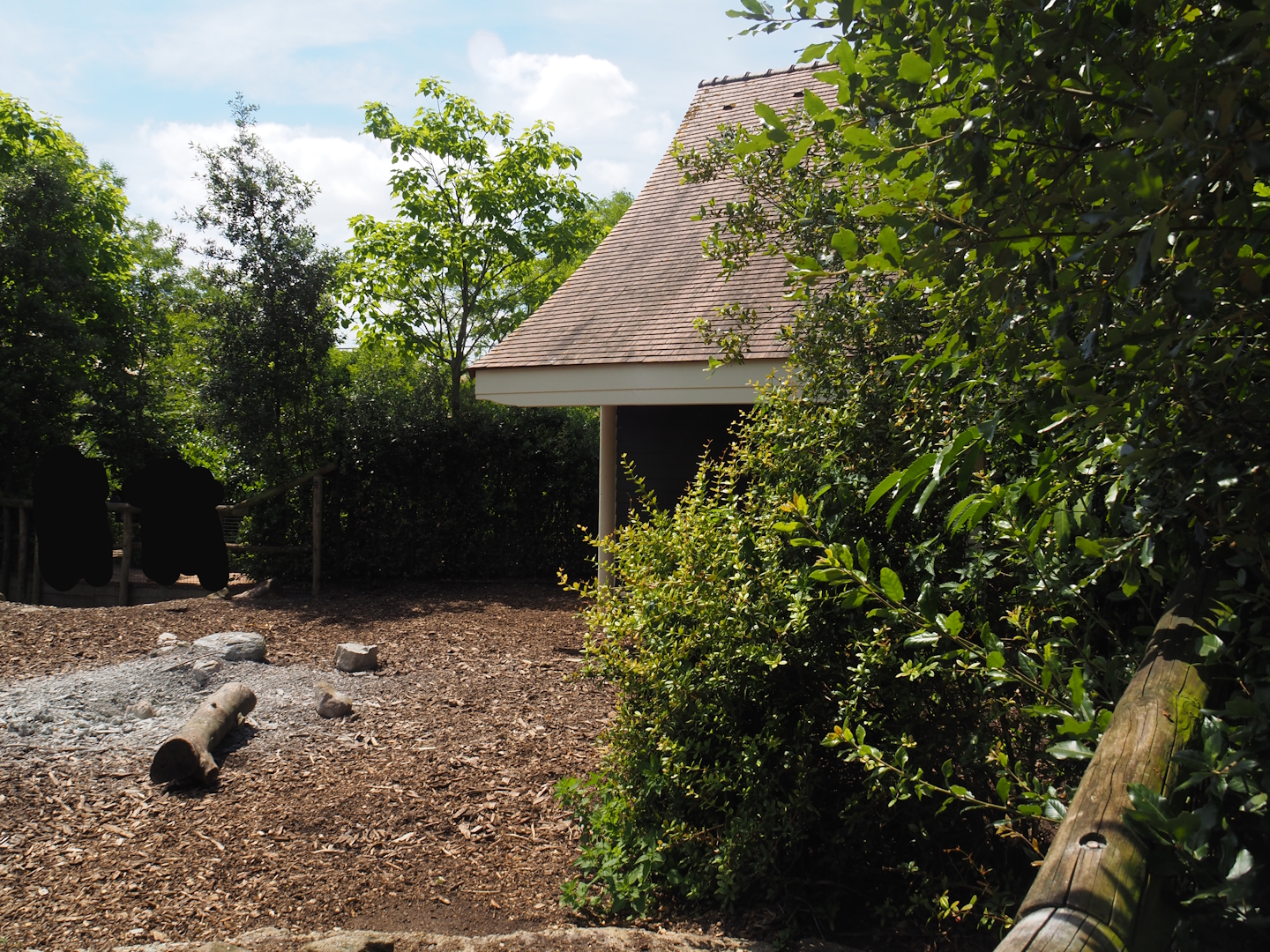 Red river hog paddock, 2024-06-30