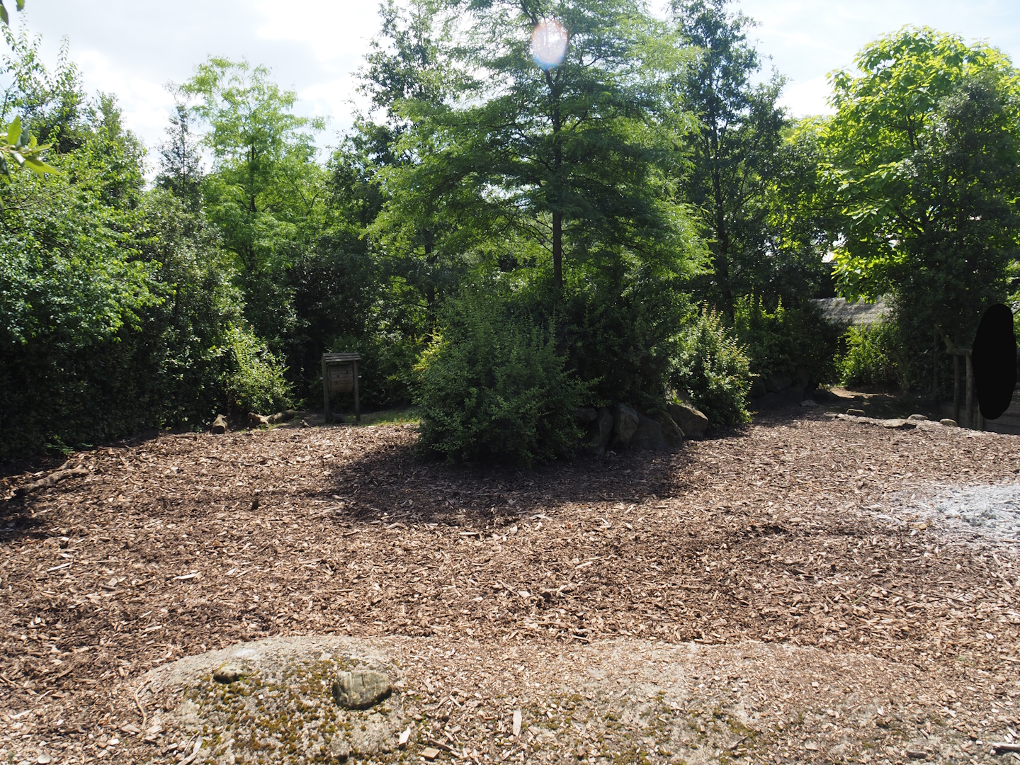 Red river hog paddock, 2024-06-30