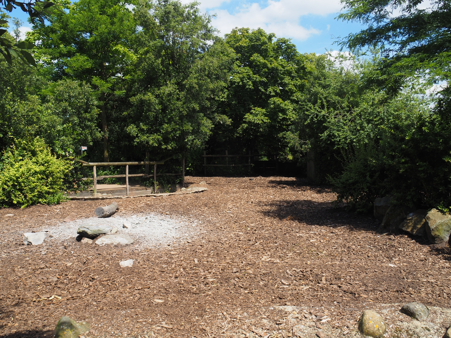Red river hog paddock, 2024-06-30