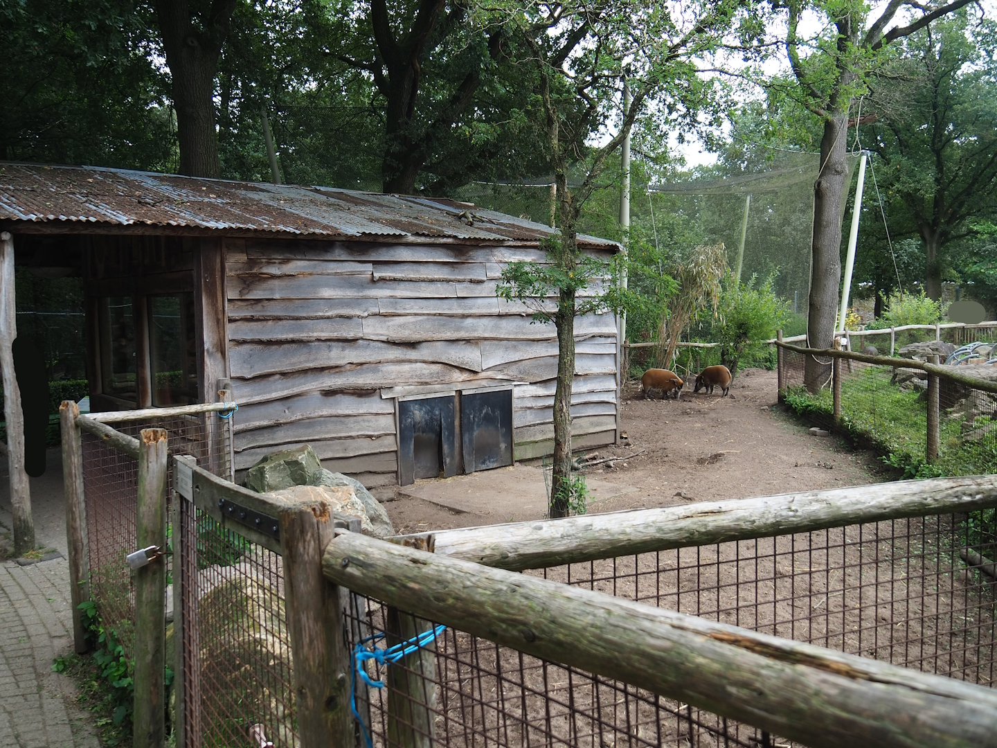 Red river hog paddock and barn, 2023-08-17