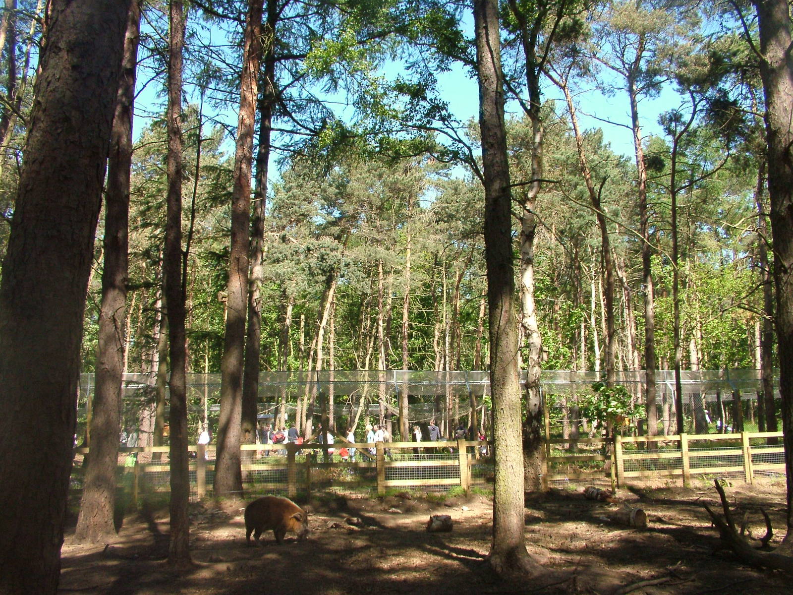 Red River Hog Paddock at Yorkshire WP 02/05/11