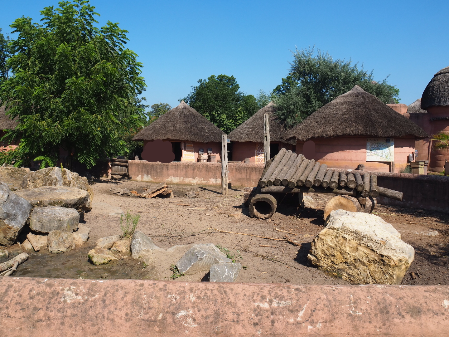 Red river hog paddock in the African village, 2021-09-03