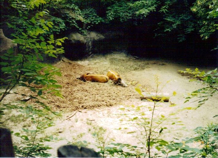 Red River Hog Paddock - July 2001