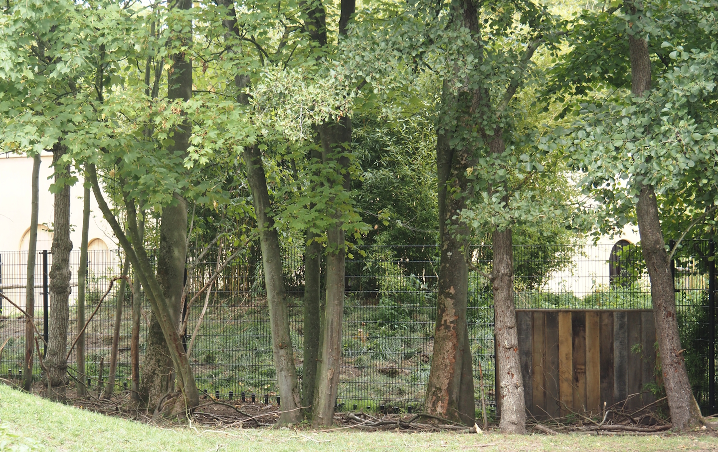 Red river hog paddock (separated part of bongo paddock), 2025-09-06