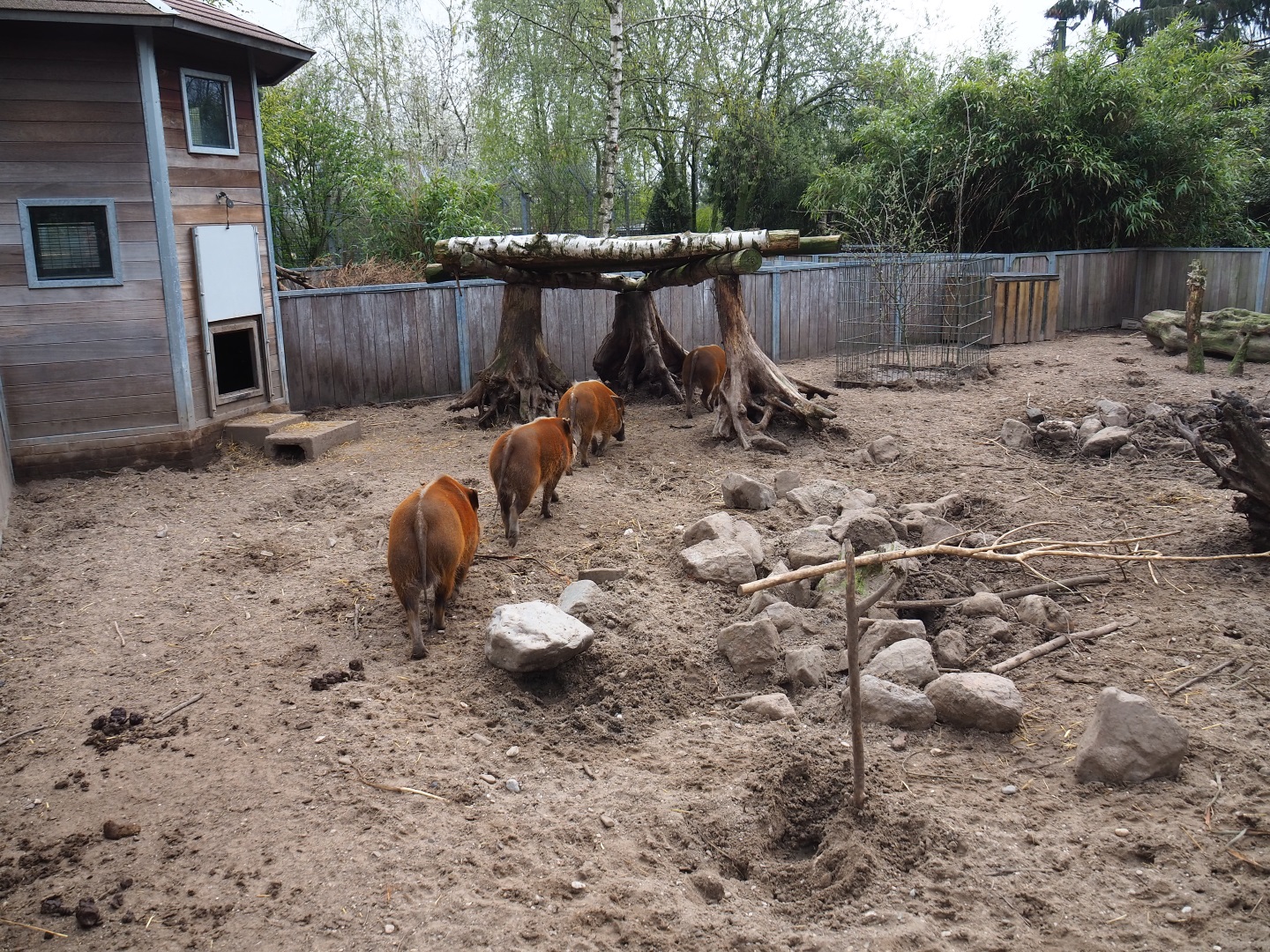 Red river hog pen, 2019-04-06