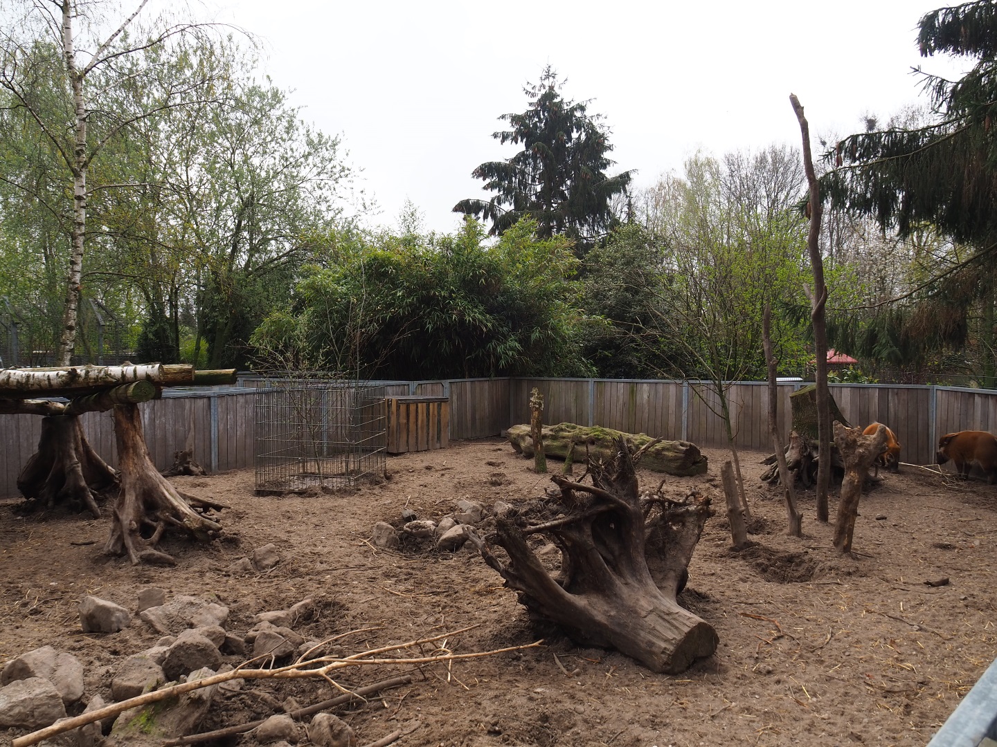 Red river hog pen, 2019-04-06