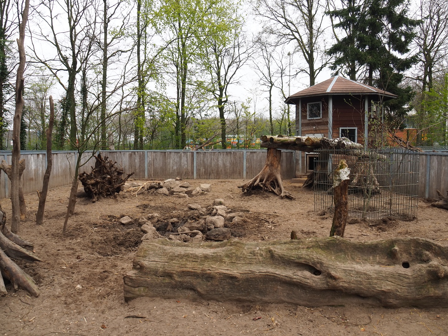 Red river hog pen, 2019-04-06