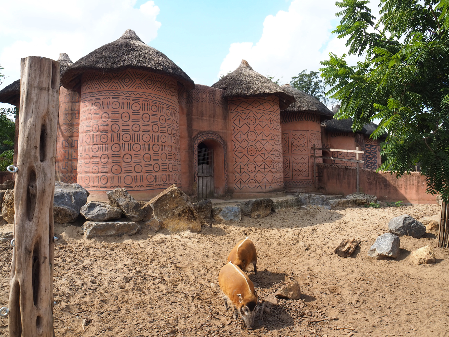Red river hog pen and barn, 2020-09-02