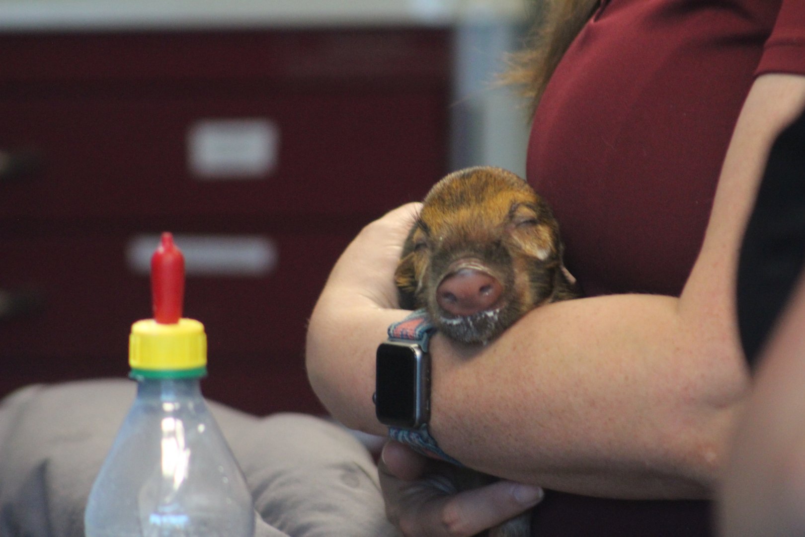 Red river hog piglet| Hca Healthcare Veterinary Center