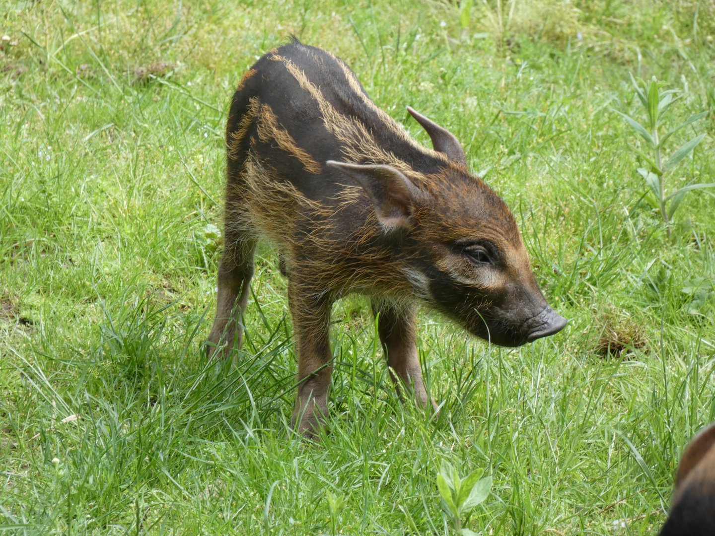 Red River Hog piglet