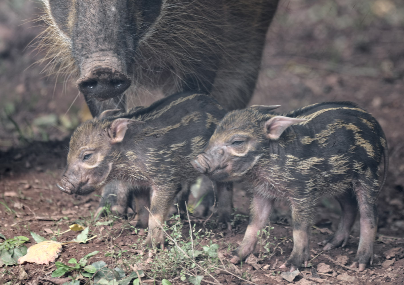 Red river hog piglets