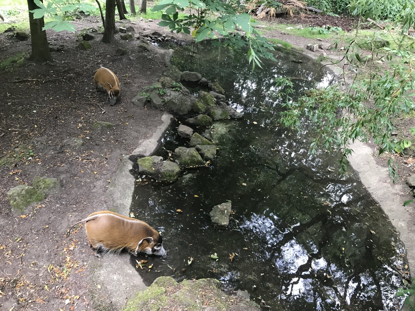 Red river hog pool