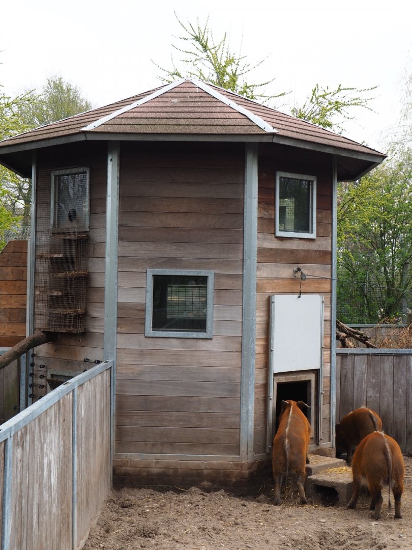 Red river hog, porcupine, bat-eared fox, yellow mongoose and banded mongoose indoor housing tower, 2019-04-06