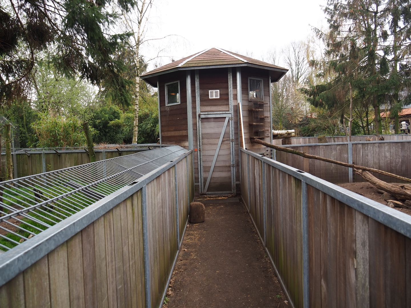 Red river hog, porcupine, bat-eared fox, yellow mongoose and banded mongoose indoor housing tower, 2019-04-06