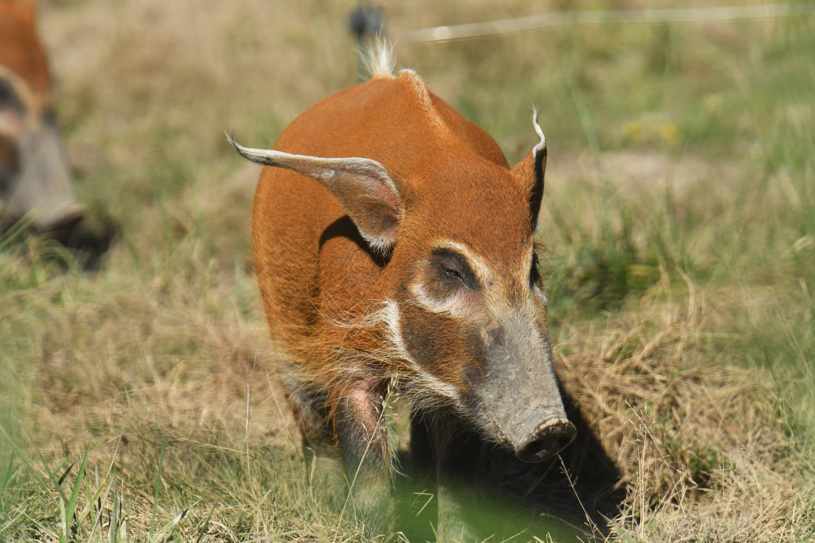 Red river hog (Potamochaerus porcus)