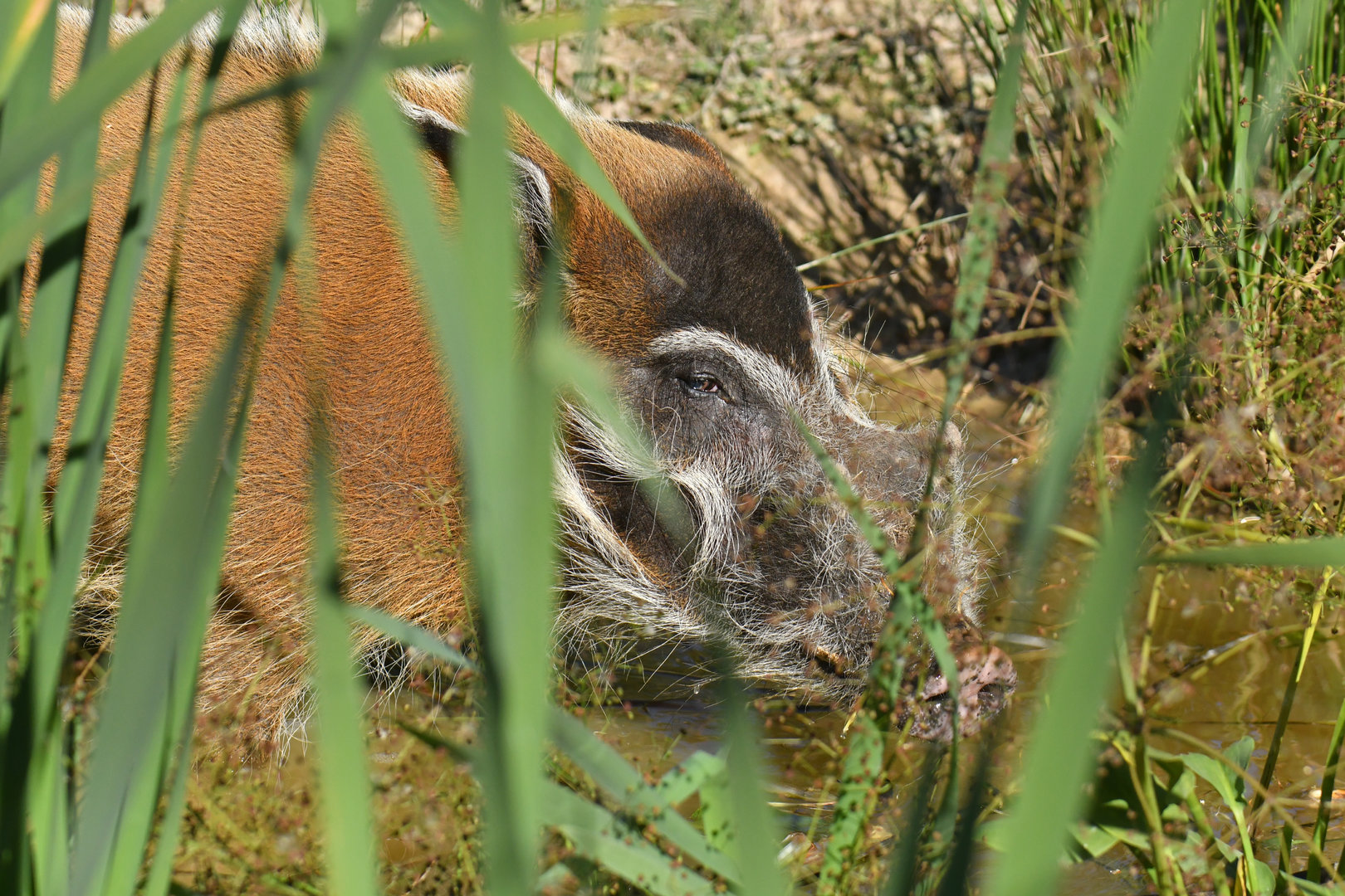 Red river hog (Potamochaerus porcus)