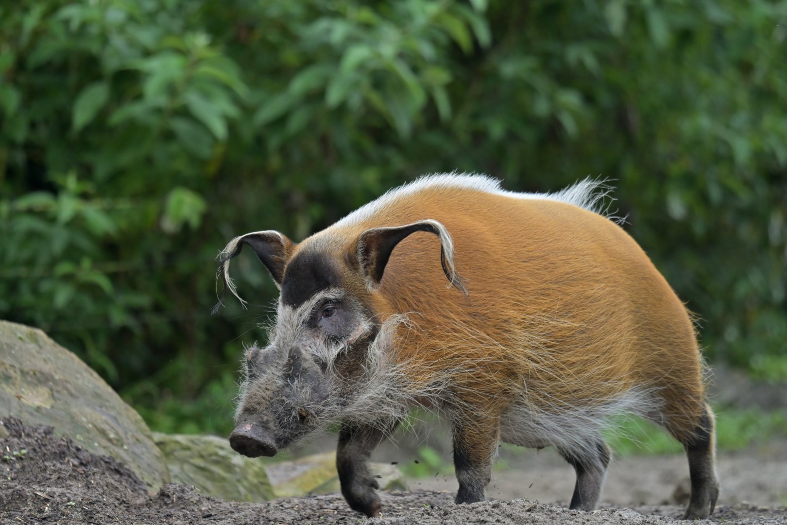 Red river hog (Potamochaerus porcus)