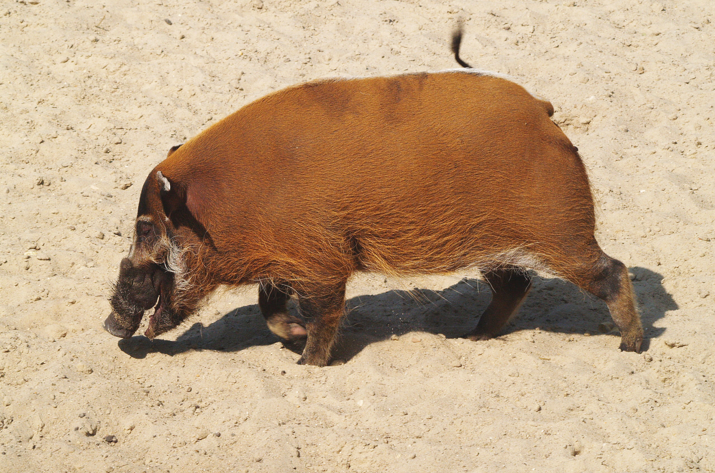 Red River hog (Potamochoerus porcus), 2009-04-19