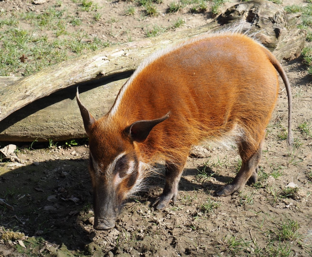 Red river hog (Potamochoerus porcus), 2019-03-30