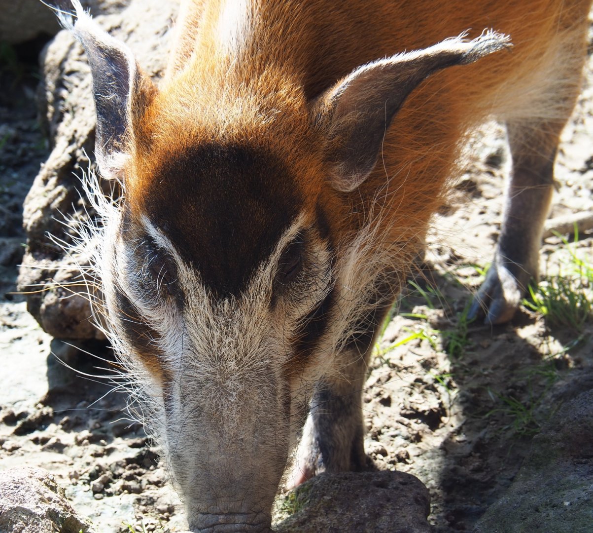 Red river hog (Potamochoerus porcus), 2019-03-30