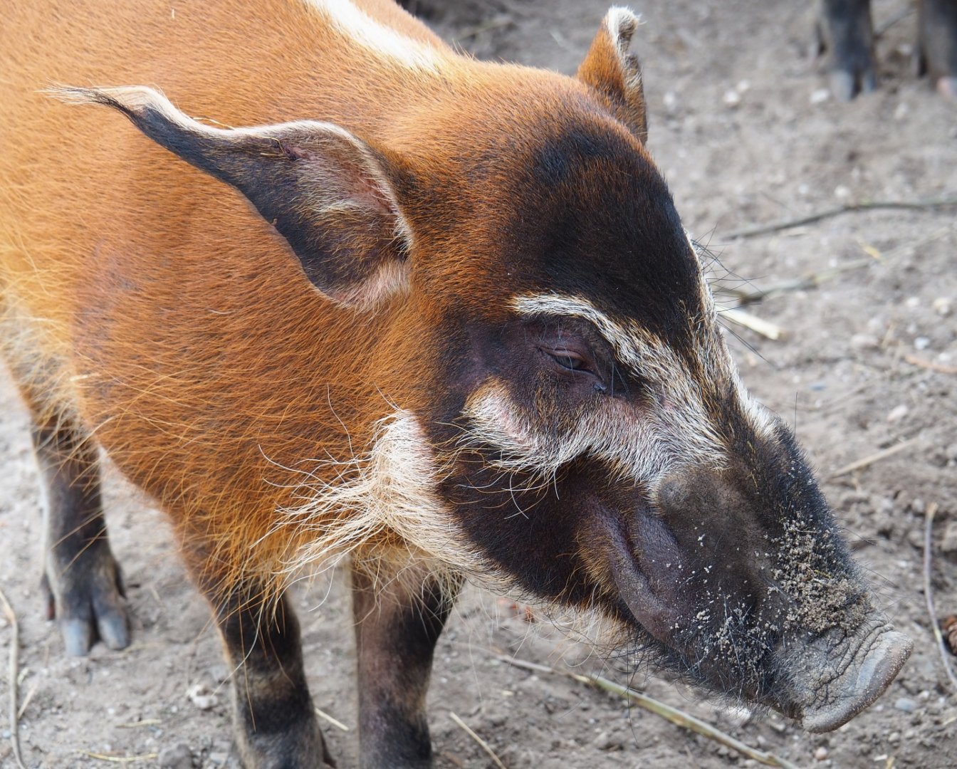 Red river hog (Potamochoerus porcus), 2019-04-06