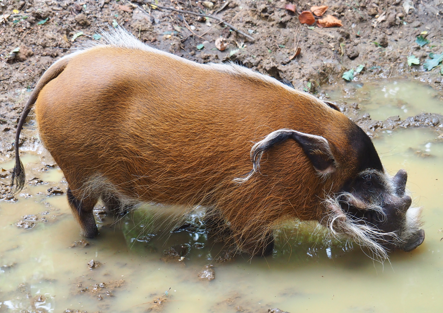 Red river hog (Potamochoerus porcus), 2019-08-11