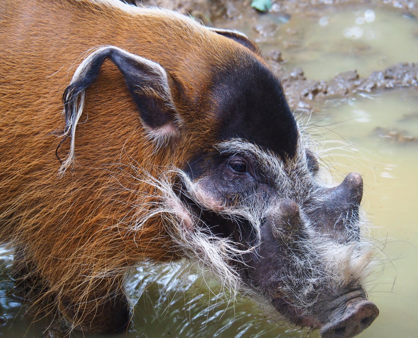 Red river hog (Potamochoerus porcus), 2019-08-11