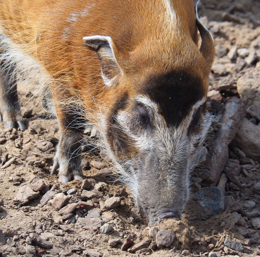 Red river hog (Potamochoerus porcus), 2020-09-02