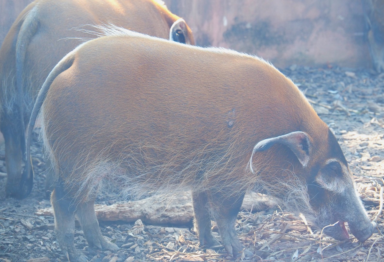 Red river hog (Potamochoerus porcus), 2021-09-03