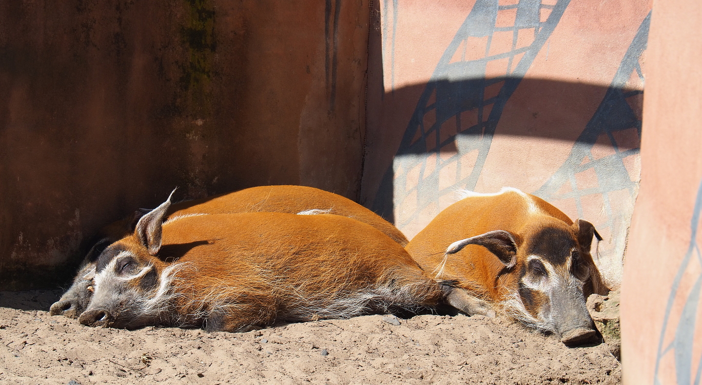 Red river hog (Potamochoerus porcus), 2021-09-03
