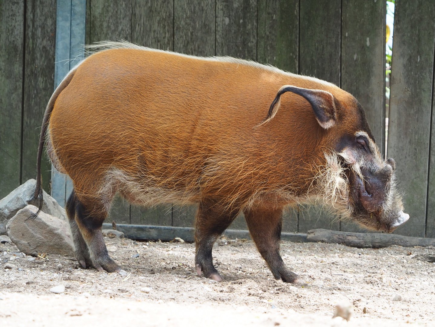 Red river hog (Potamochoerus porcus), 2022-05-17