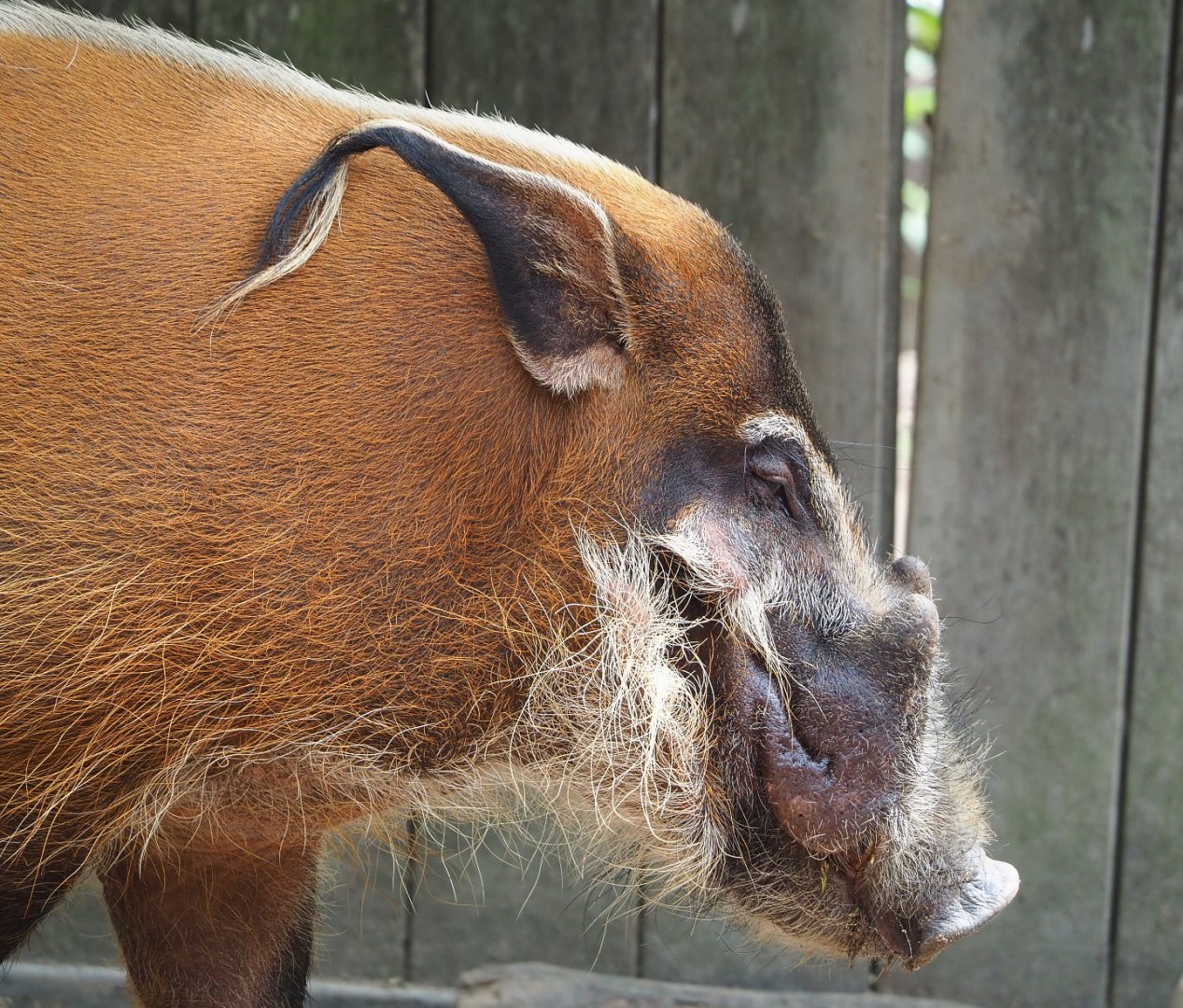 Red river hog (Potamochoerus porcus), 2022-05-17