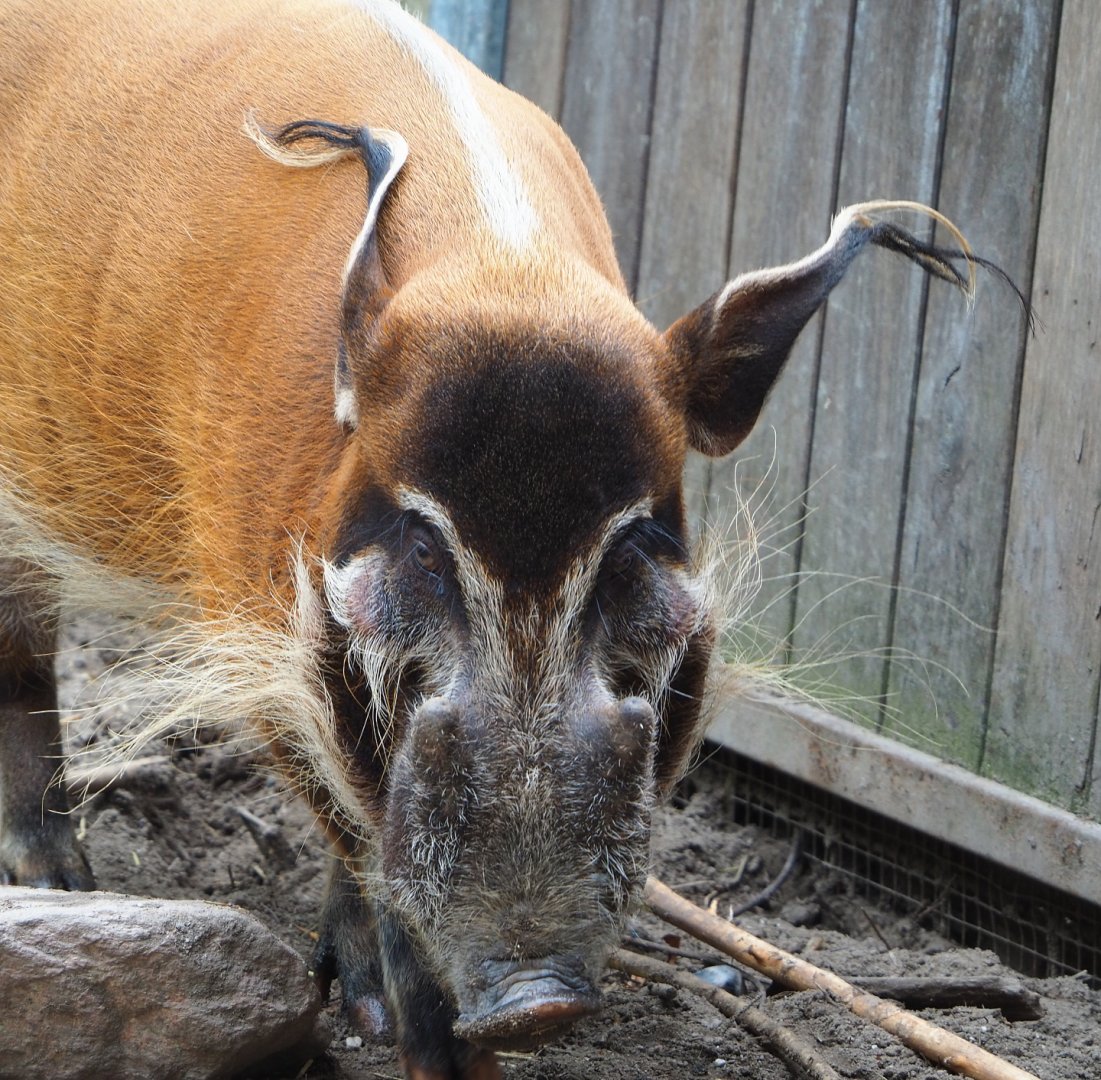 Red river hog (Potamochoerus porcus), 2022-05-17