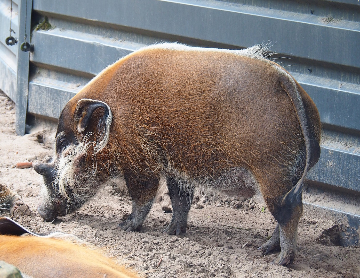 Red river hog (Potamochoerus porcus), 2022-06-12
