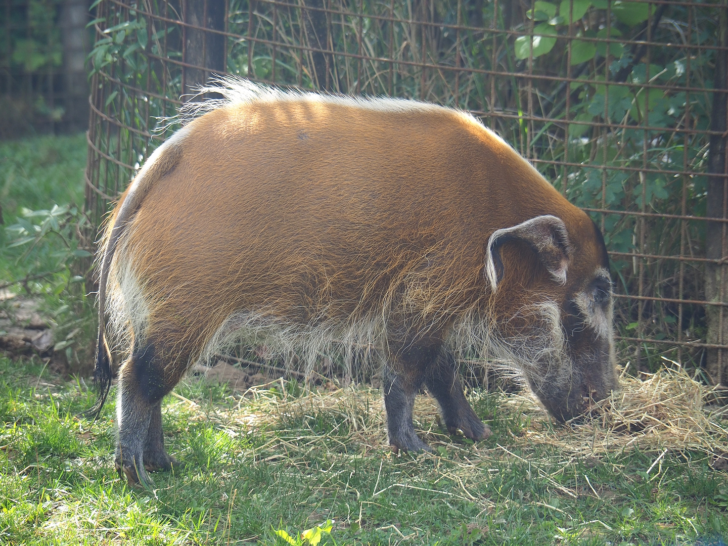 Red river hog (Potamochoerus porcus),  2022-08-20